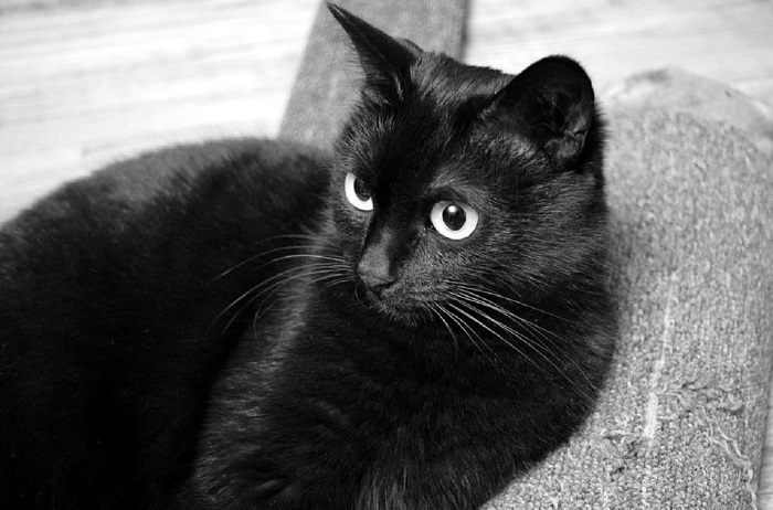 Giải mã giấc mơ thấy mèo đen