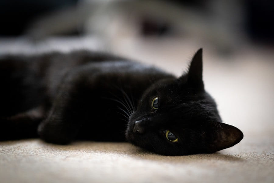 Ngủ mơ thấy mèo đen vào nhà