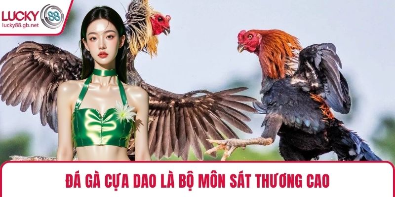 Đá gà cựa dao là bộ môn sát thương cao
