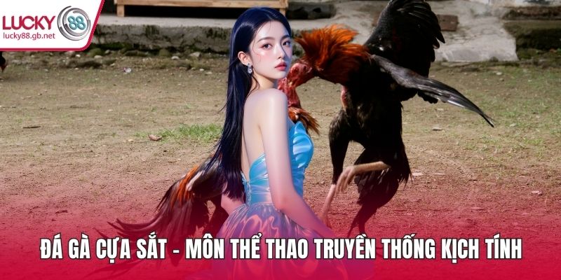 Đá gà cựa sắt