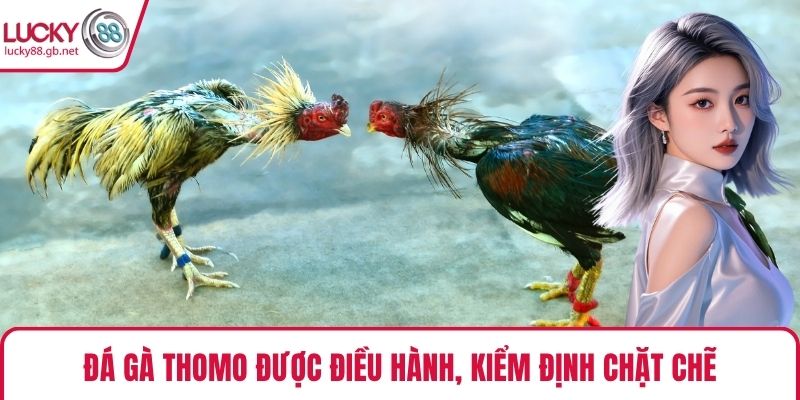 Đá gà Thomo được điều hành, kiểm định chặt chẽ