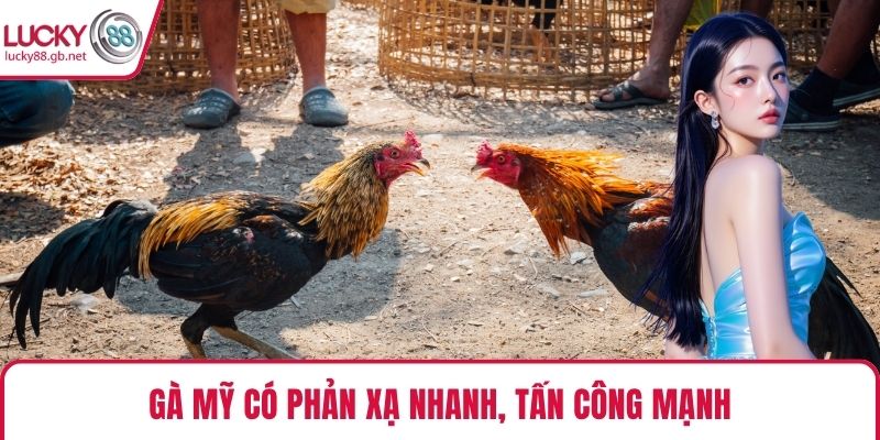 Gà Mỹ có phản xạ nhanh, tấn công mạnh