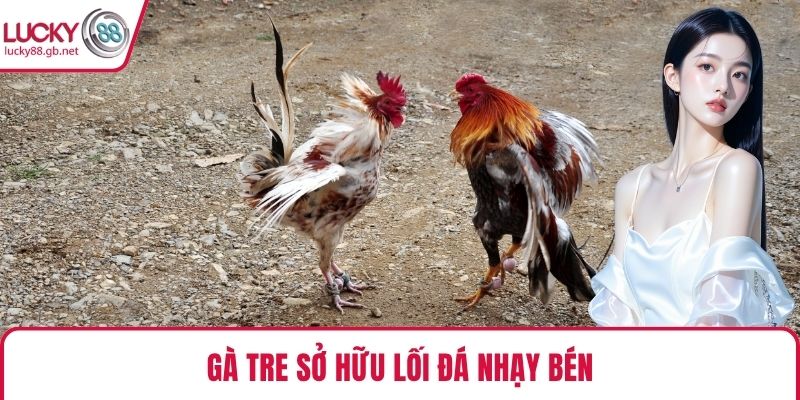Gà tre sở hữu lối đá nhạy bén