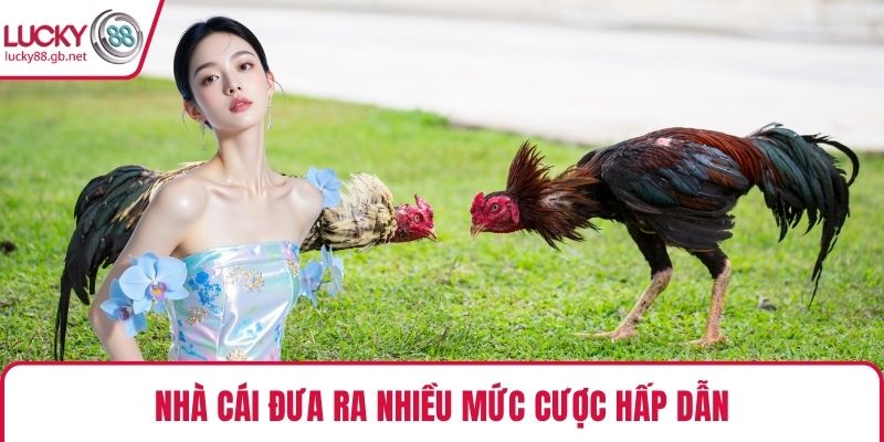 Nhà cái đưa ra nhiều mức cược hấp dẫn